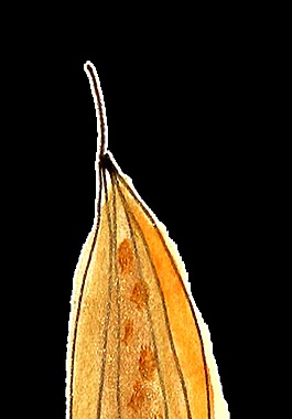 紅點(diǎn)玉米卡通透明素材