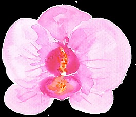 红心花瓣卡通透明素材