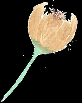 棕色花束卡通透明素材