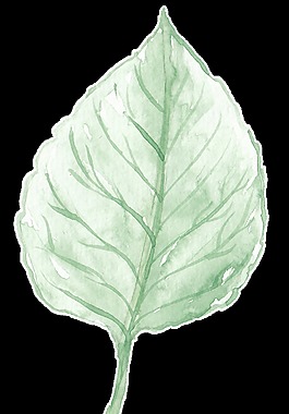 植物標(biāo)本卡通透明素材