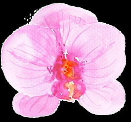 噴紅花蕊卡通透明素材