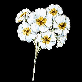 白蘭花朵卡通透明素材