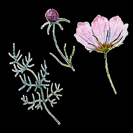 花瓣樣本卡通透明素材