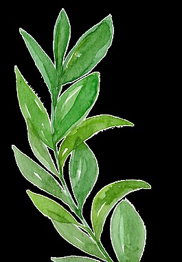 果凍樹(shù)葉卡通透明素材