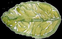 標(biāo)本葉片卡通透明素材