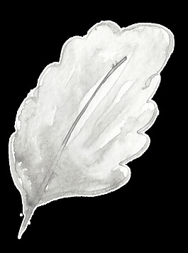 透白花葉卡通透明素材