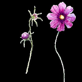 紫色太陽(yáng)花卡通透明素材