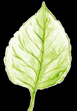 綠紋枝葉卡通透明素材