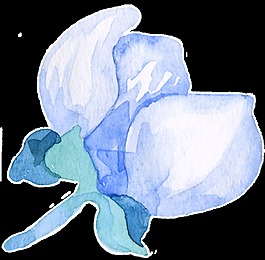 紫白花瓣卡通透明素材