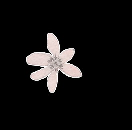 清新花葉卡通透明素材