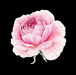 綻放粉色花卉卡通透明素材