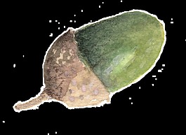 抹茶松果卡通透明素材