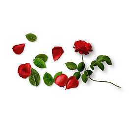 誘人玫瑰和花瓣png元素素材