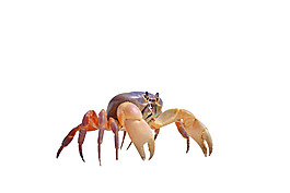陽澄湖大閘蟹png元素素材