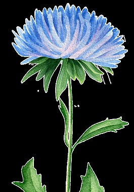 高雅藍(lán)色花束卡通透明素材