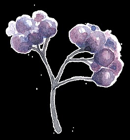 油畫花卉卡通透明素材