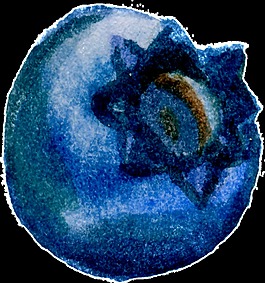 可口藍(lán)莓卡通透明素材