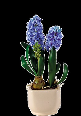 現(xiàn)實(shí)植物開(kāi)花卡通透明素材