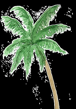 椰子樹(shù)卡通透明素材
