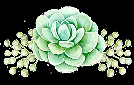 多肉植物透明素材