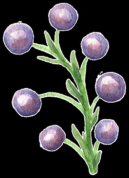水彩植物卡通透明素材