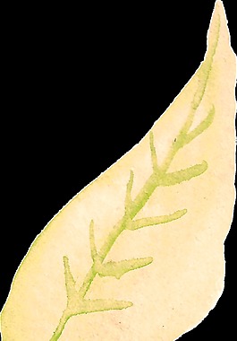 绿植黄叶卡通透明装饰素材