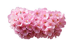 浪漫粉色花朵元素