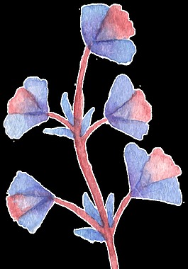 紅藍(lán)花枝卡通透明裝飾素材