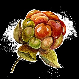 水果花朵卡通透明裝飾素材