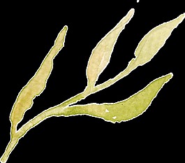 秋黃海草卡通透明裝飾素材
