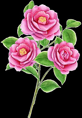 粉黃花蕊卡通透明裝飾素材