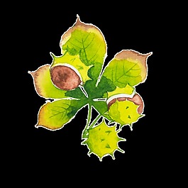 紅尖仙人掌卡通透明裝飾素材