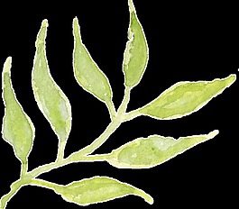 飄揚(yáng)枝葉卡通透明裝飾素材
