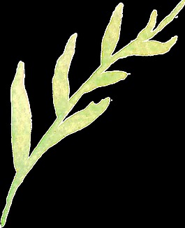 植物卡通透明裝飾素材