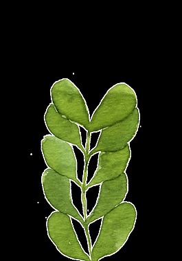勝利綠葉卡通透明裝飾素材