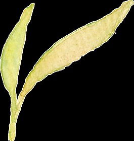 秋天景色樹(shù)葉卡通透明裝飾素材