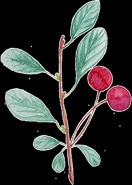 生長(zhǎng)植物卡通透明裝飾素材