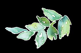 秋日落葉卡通透明裝飾素材