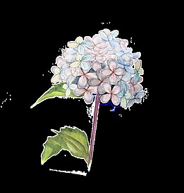 時(shí)尚花卉卡通透明裝飾素材