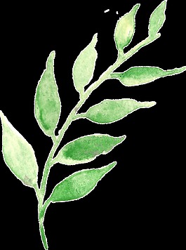 藝術(shù)枝葉卡通透明裝飾素材