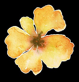 古典優(yōu)雅花卉卡通透明裝飾素材