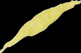 干枯柳叶卡通透明装饰素材