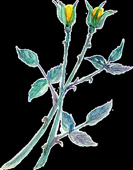 黃色優(yōu)雅花卉卡通透明裝飾素材