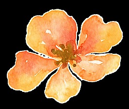 賀卡花卉卡通透明裝飾素材