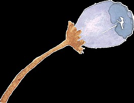 紫藍(lán)花瓣卡通透明裝飾素材