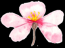 迷人清香花卉卡通透明裝飾素材