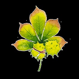 綠紅薯葉卡通透明裝飾素材