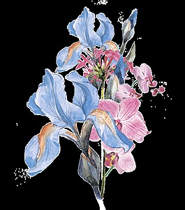 手繪水彩夏堇花和鳶尾花png透明素材