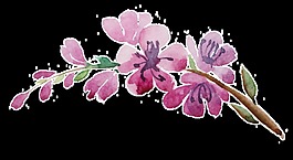 玫紅桃花枝卡通透明裝飾素材