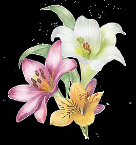 手繪水彩三色百合花png透明素材
